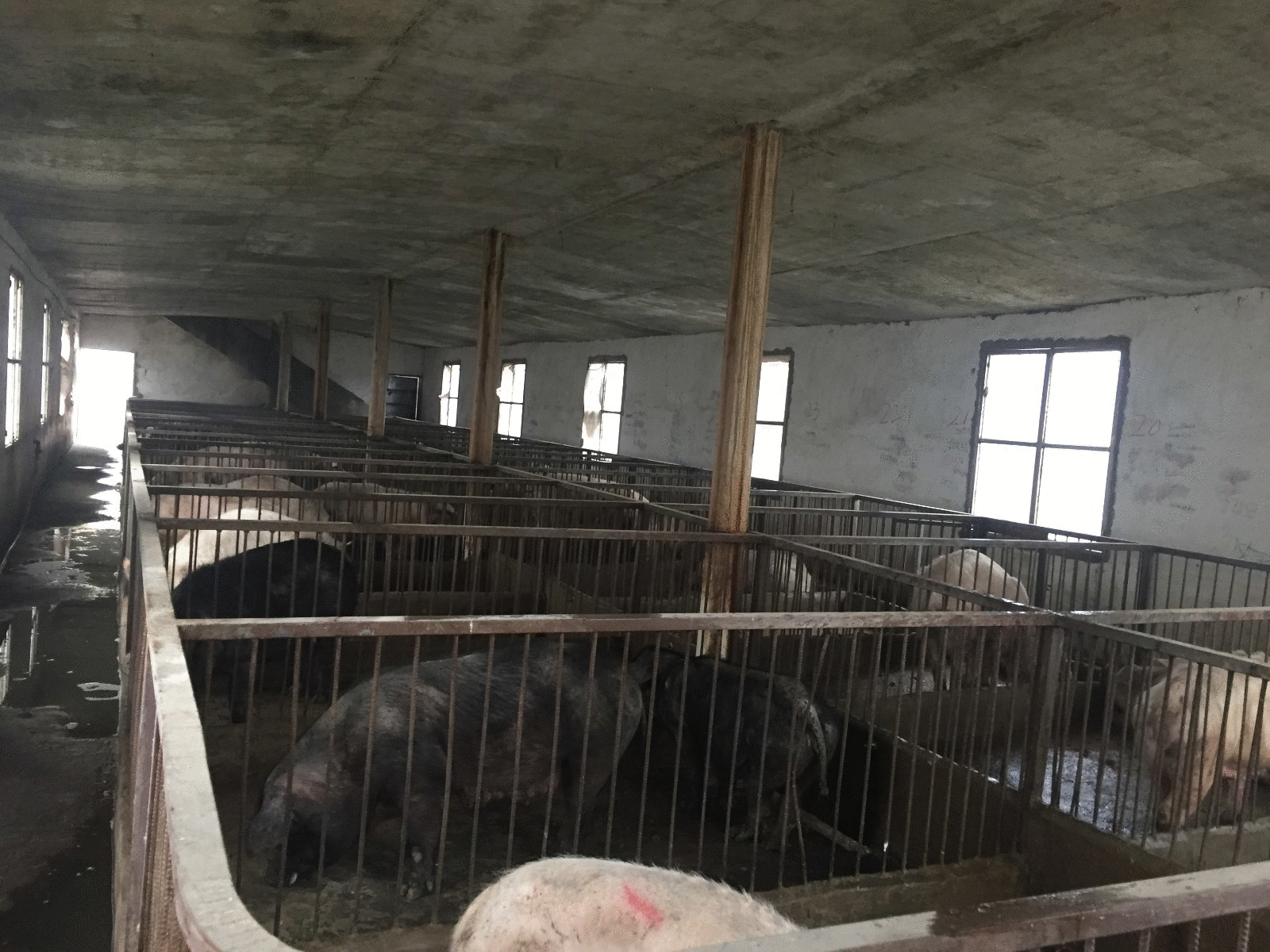 农村创业.创新养猪