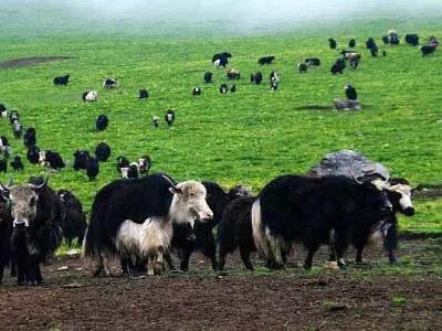 牦牛飼養管理及常見疫病預防