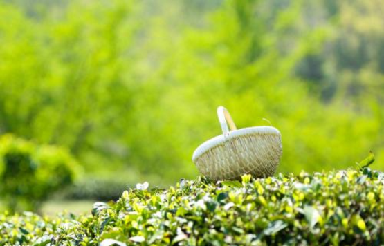 黎平春茶“中茶108”茶叶品种开采