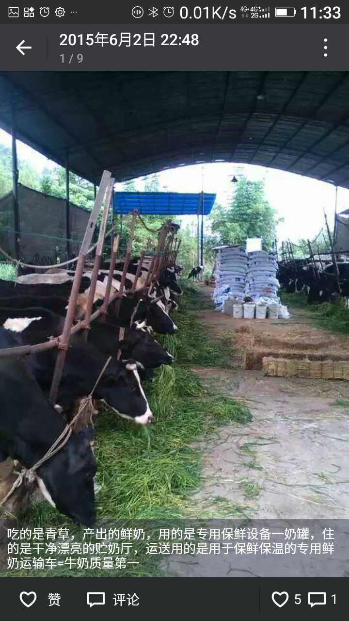 红源奶牛养殖场