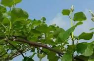 猕猴桃全套栽培技术（收藏版）