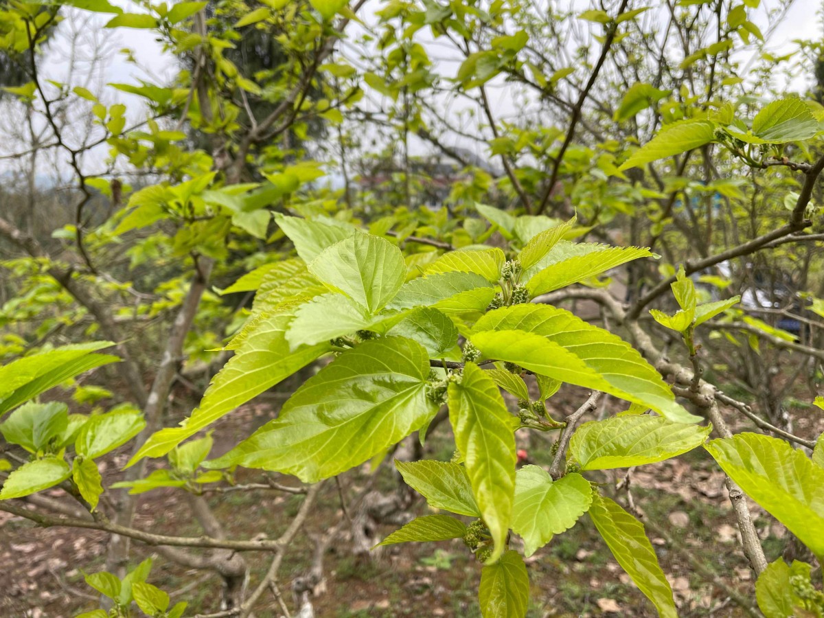 会龙镇：蚕桑织梦乡村振兴
