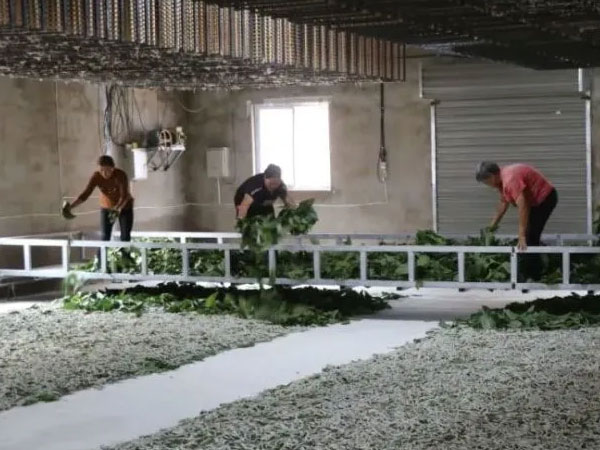 科技助推养蚕 集约省力