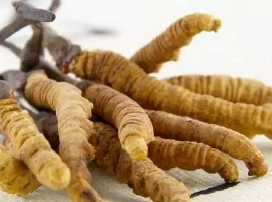 注意冬虫夏草错误的食用方法