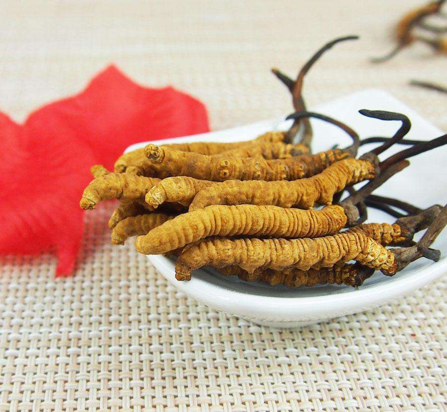 产自西藏的名贵药材——那曲虫草