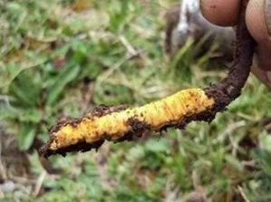 挖虫草背后的辛酸故事, 你**不会懂！