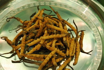虫草文化——一支草原上新起的旗帜