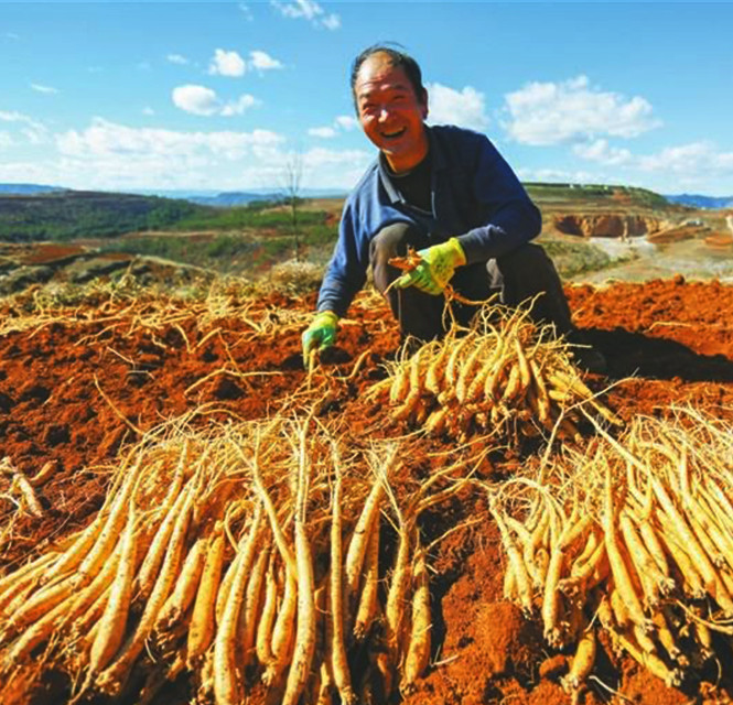 岷县丰和堂中药材种植购销专业合作社,岷县丰和堂中药材种植购销专业