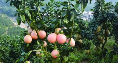 “食心蟲”防治技術措施