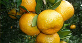 女性多吃柑橘类水果能防病 可预防乳腺癌！