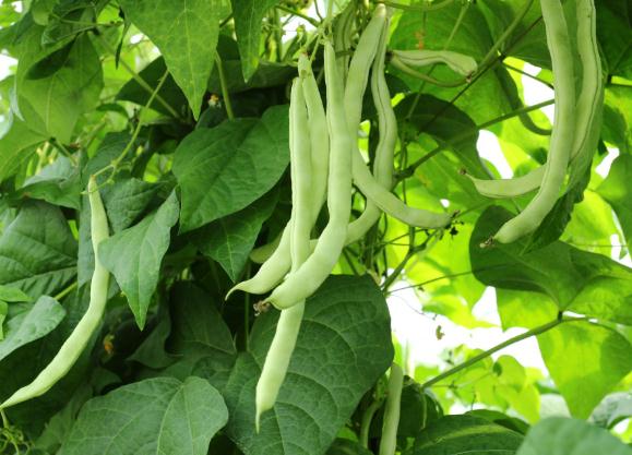 蔬菜配送怎么打开市场？这三点能帮助您