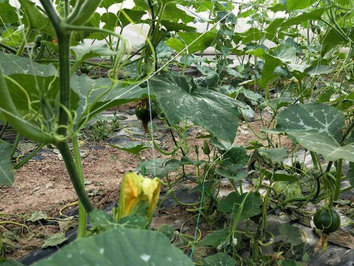 鹞祥农业种植基地展示