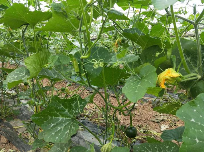 鹞祥农业种植基地展示