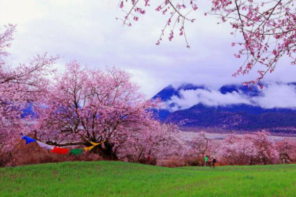 林芝桃花节之旅:一路向西,遇见,林芝桃花节