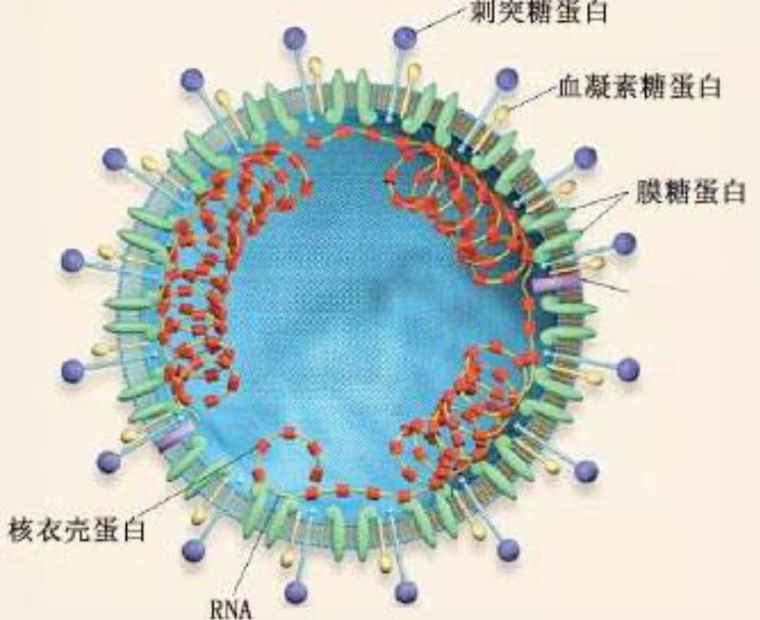 如何預防新型冠狀病毒感染？