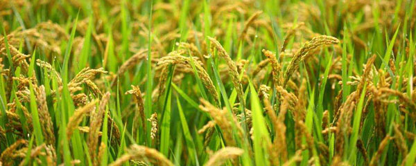 种植水稻的过程是什么样的？