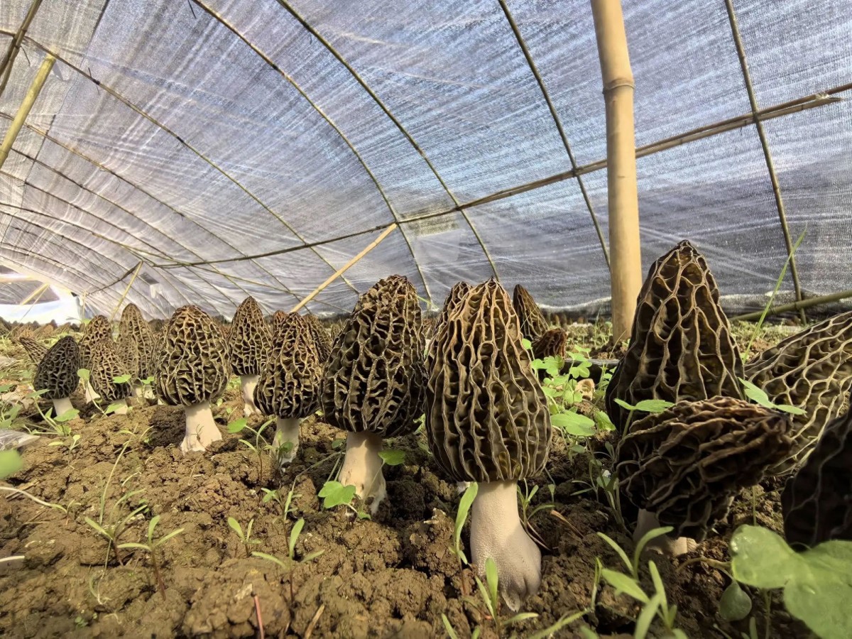 【康定市崩沙种植】分享：羊肚菌种植季节是什么时候？