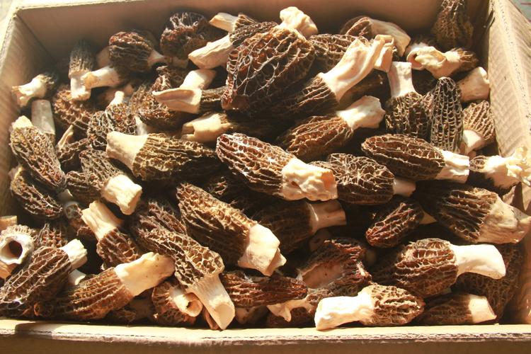 【康定市崩沙种植】分享：羊肚菌增产技术和日常管理技术