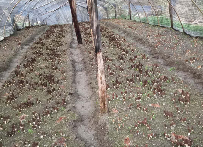 羊肚菌基地