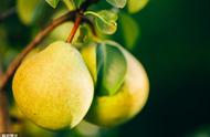 黄金梨栽培技术