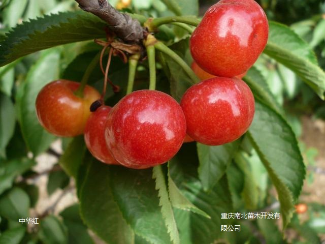 中华红樱桃