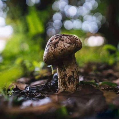 松茸