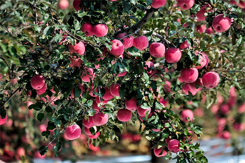 紅富士蘋果種植