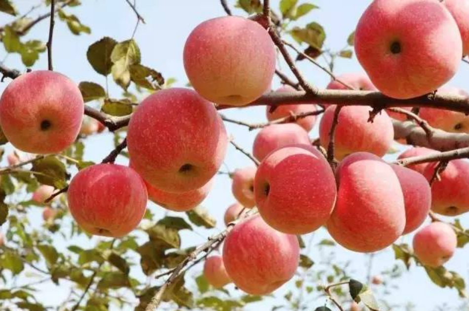 静宁县漫山红果品有限公司——平凉红富士苹果，质优价实的选择