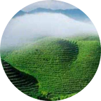 蒙顶山源头直发