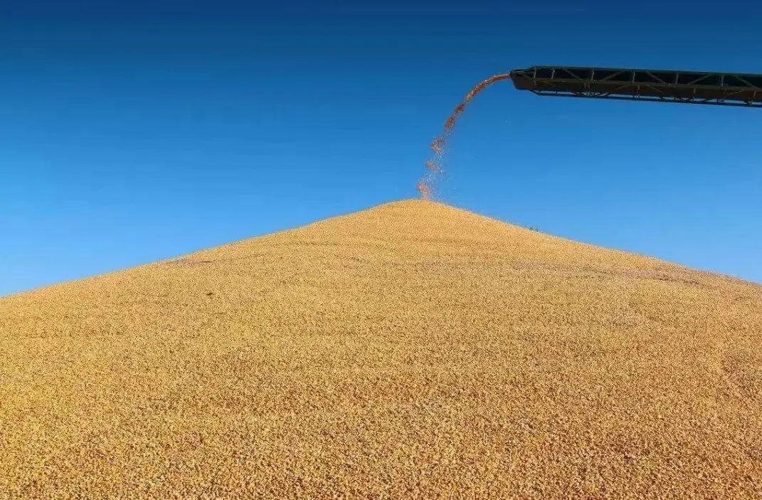 (德穗糧食機械)分享: 飼用豆粕減量成效進一步鞏固