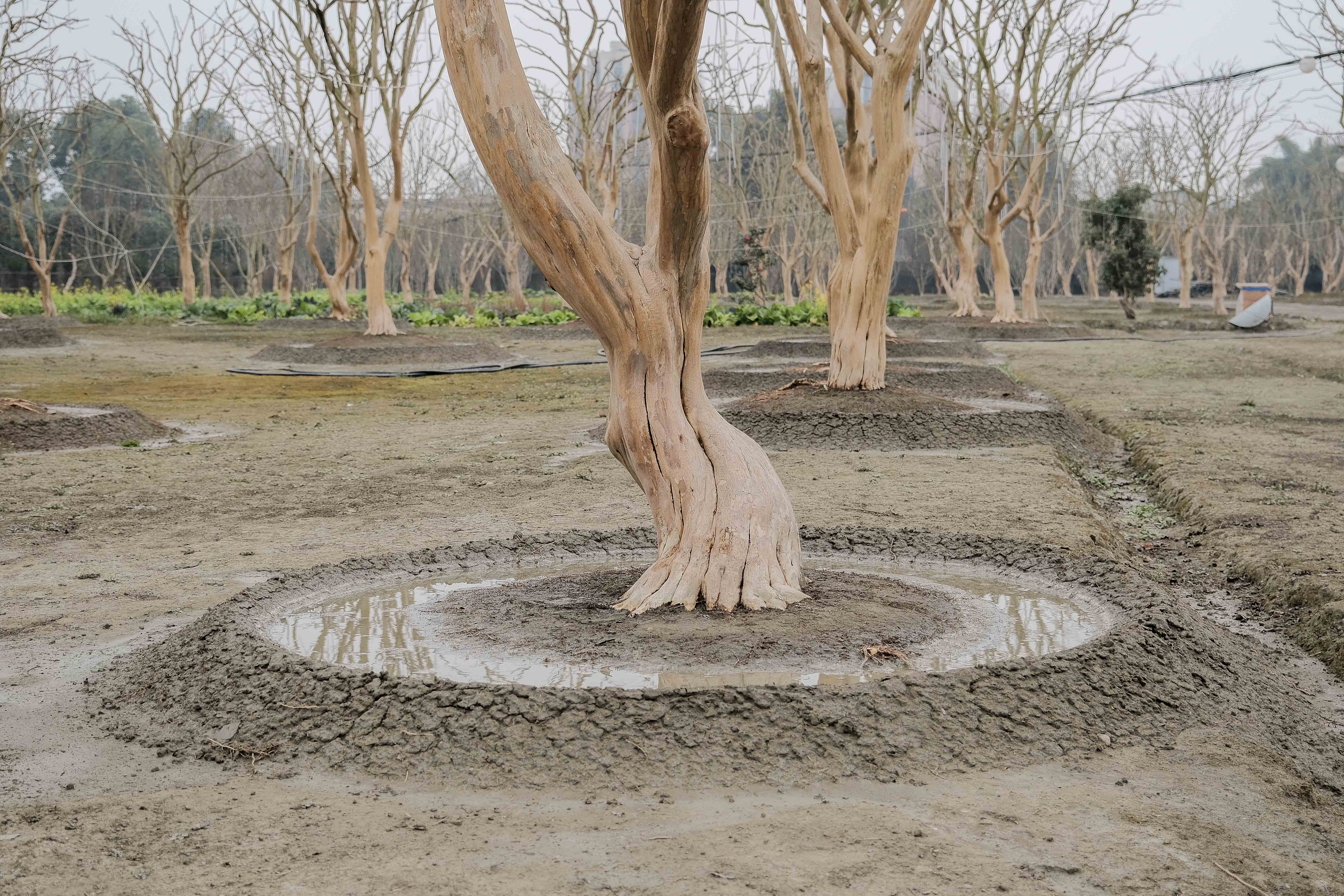 【紫薇养护】春季水肥管理的基础——水圈