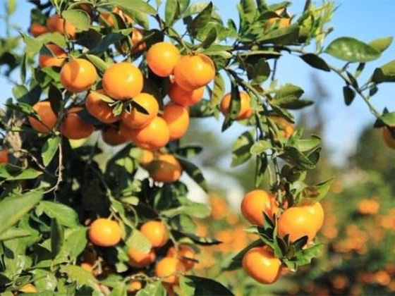 柑橘到底需要哪些矿质营养？