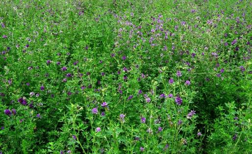 紫花苜蓿種植基地
