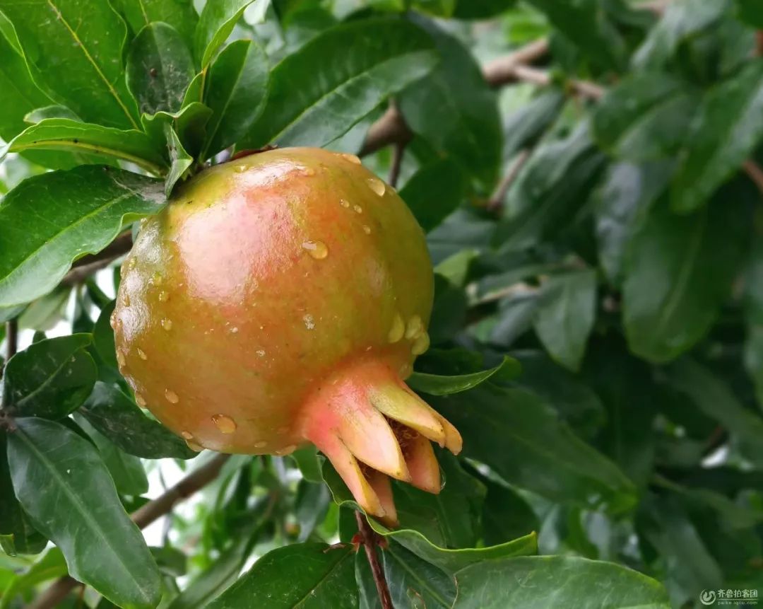 石榴树夏季修剪技术方法