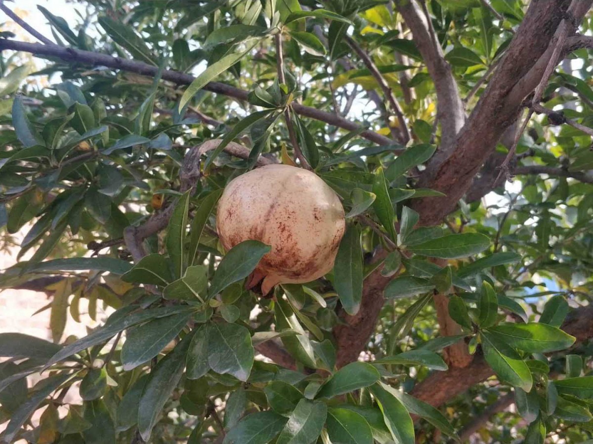 石榴树如何种植和管理？记住2大要点，做好4个步骤就行了