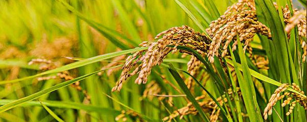 水稻的种植技术