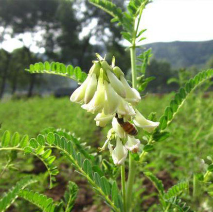 黄芪种植
