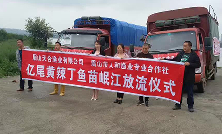 今天，一亿尾黄辣丁鱼苗放生岷江河