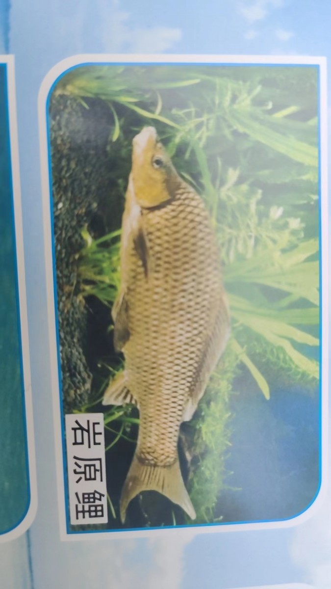 岩原鲤
