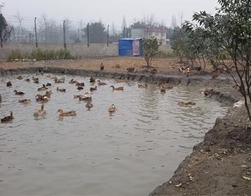 鸭