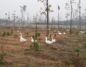 养殖基地