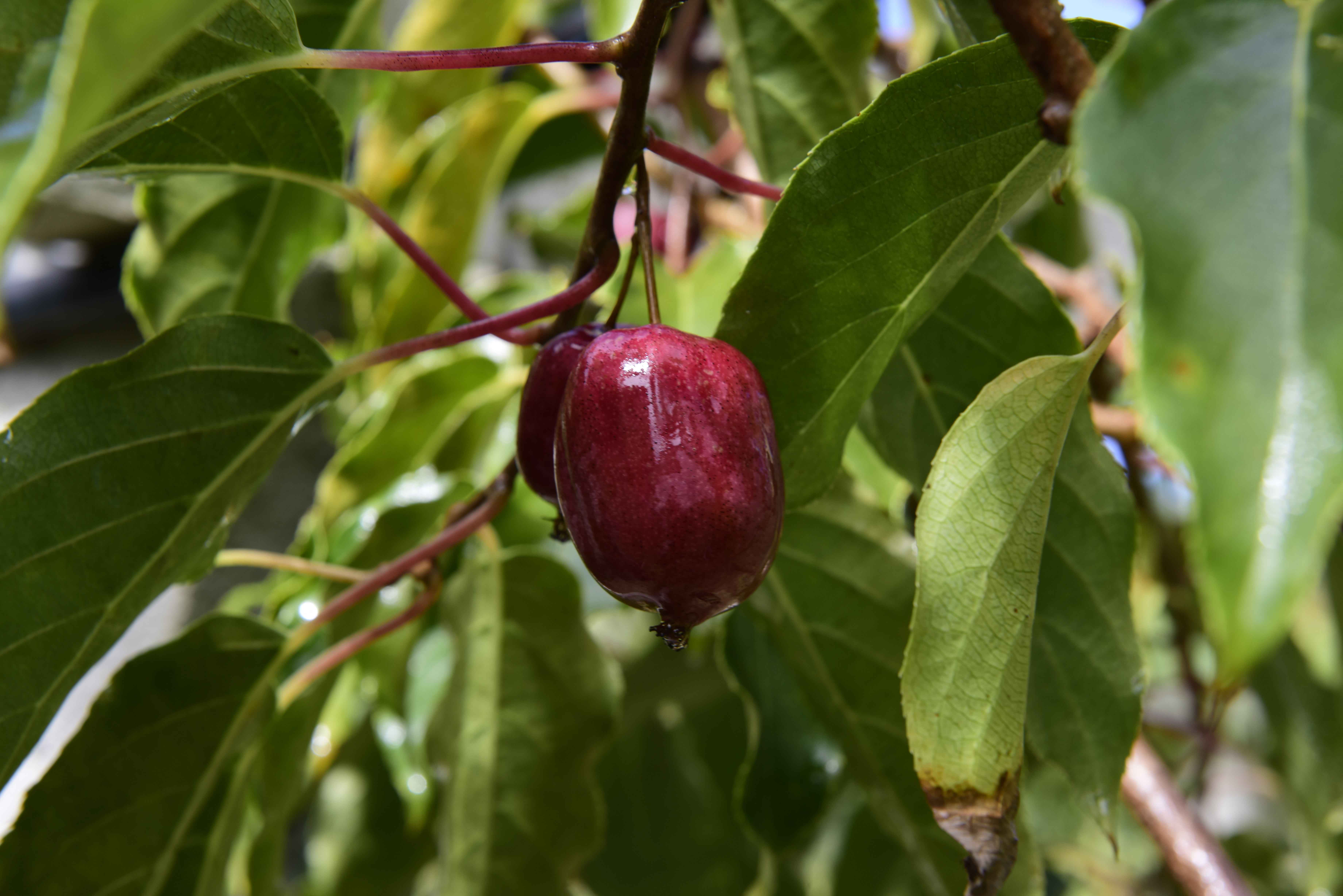 野生软枣猕猴桃_软枣_猕猴桃_陕西藤秦农业科技有限公司
