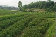 如何因地制宜发展种植中药材？
