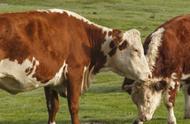 肉牛应该怎样养殖，肉牛养殖需要注意什么？