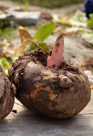 华:13801798546坚持采用原产地生态原料,还原食物本来味道金阳白魔芋