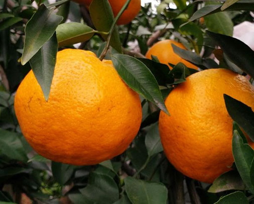 年日本国静冈县果树试验场以清见桔橙和f