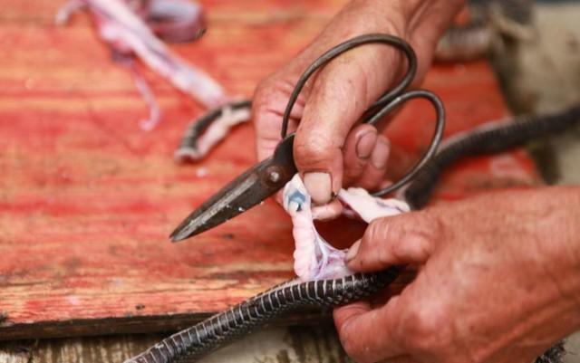 生吃蛇胆,是大补还是以身试毒?别再用生命开玩笑了!