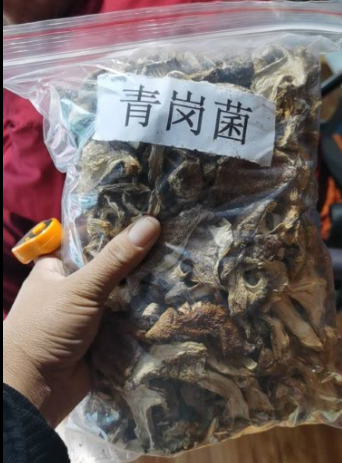 青冈菌