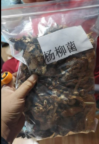 杨柳菌