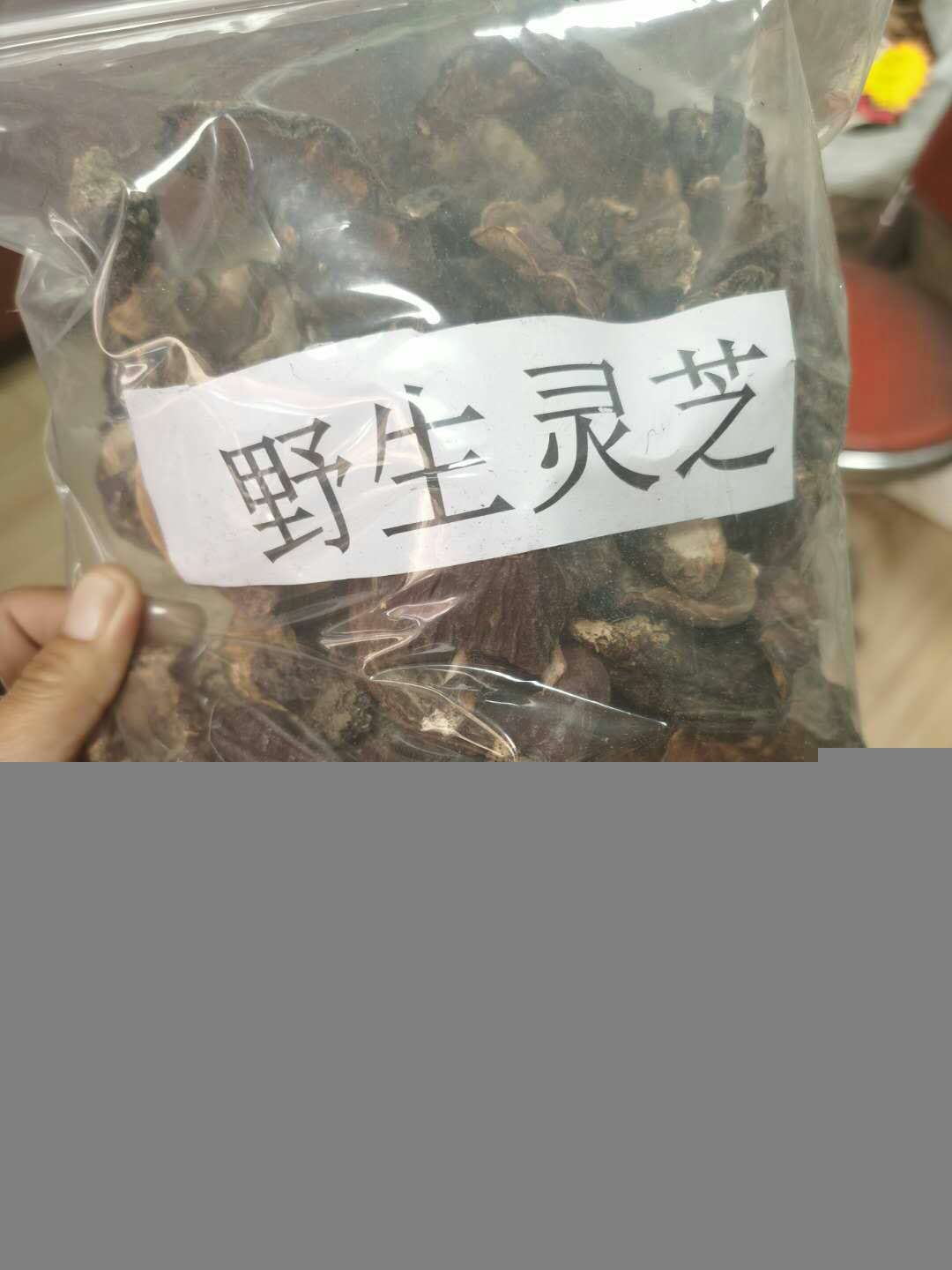 野生灵芝